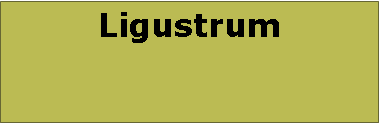 Text Box: Ligustrum