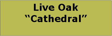 Text Box: Live OakCathedral