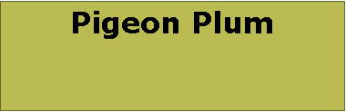 Text Box: Pigeon Plum