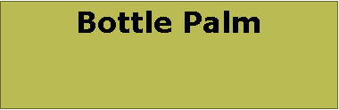 Text Box: Bottle Palm