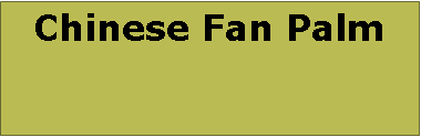 Text Box: Chinese Fan Palm