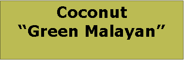 Text Box: Coconut Green Malayan