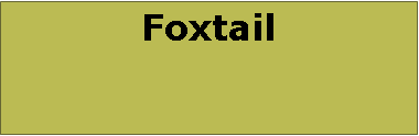 Text Box: Foxtail