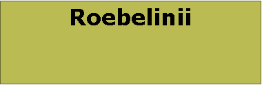 Text Box: Roebelinii