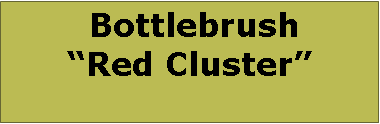 Text Box:  BottlebrushRed Cluster