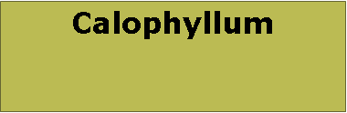 Text Box: Calophyllum